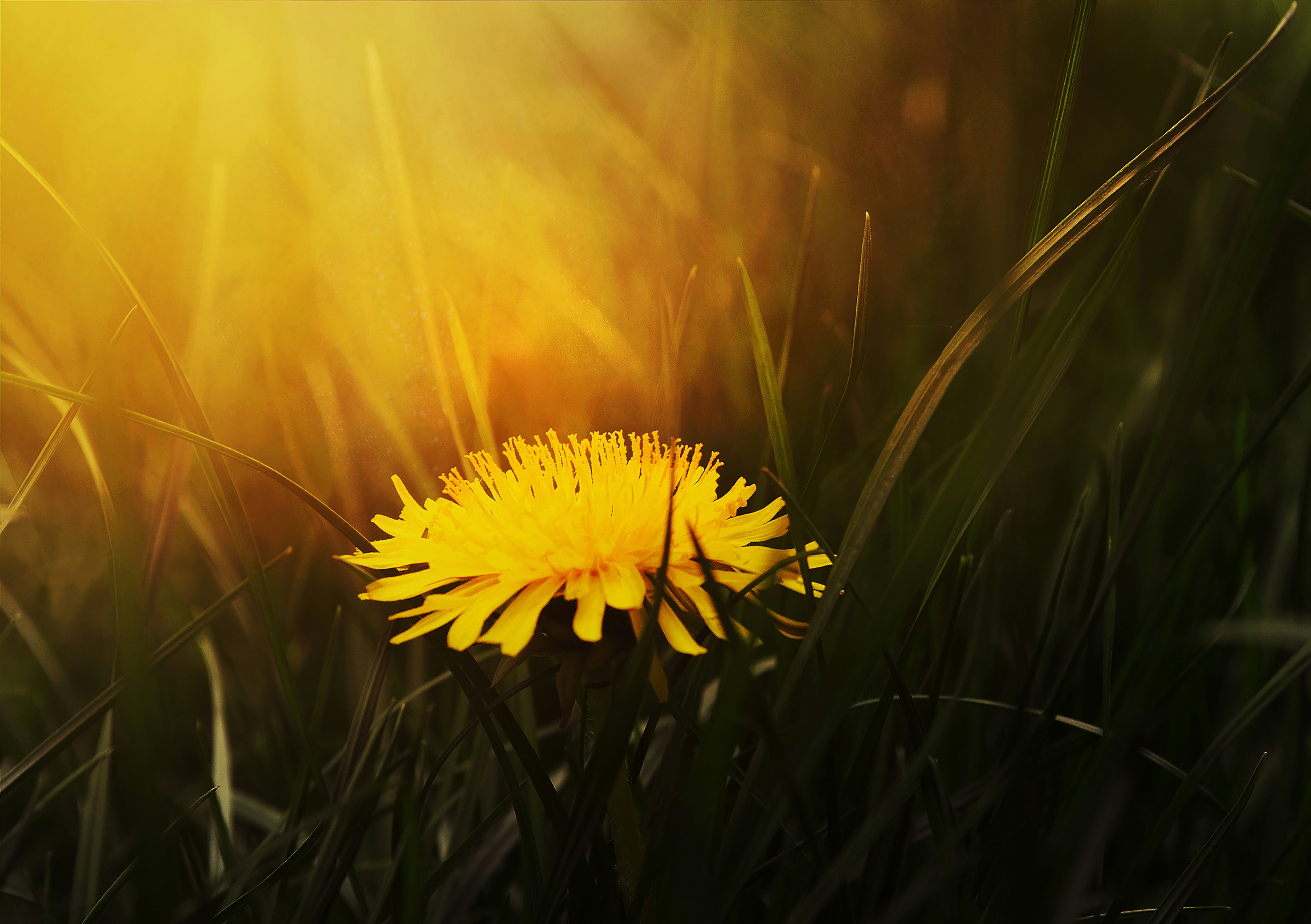 Dandelion Mother